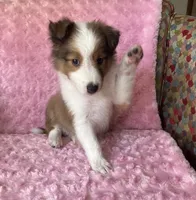 Poppy AKC, a female Shetland Sheepdog for sale in Elkland, MO – 2 of 10