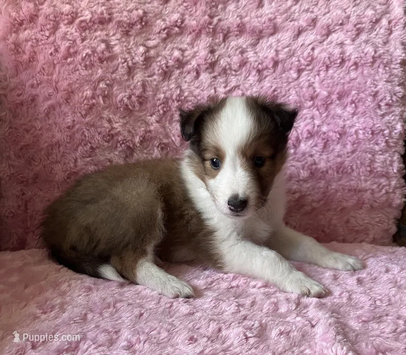 Poppy – Shetland Sheepdog puppy for sale in Elkland, MO