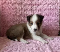Poppy, a female Shetland Sheepdog for sale in Elkland, MO – 1 of 5