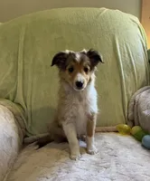 Jack AKC, a male Shetland Sheepdog for sale in Elkland, MO – Photo 3 of 10