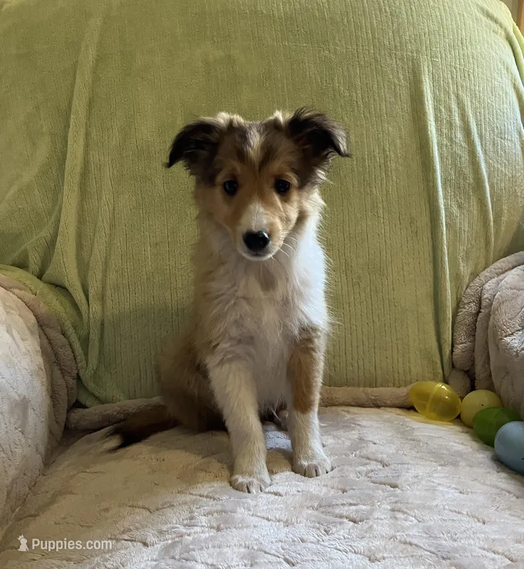 Jack AKC – Shetland Sheepdog puppy for sale in Elkland, MO