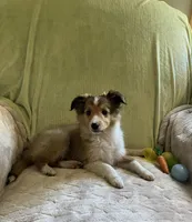 Jack AKC, a male Shetland Sheepdog for sale in Elkland, MO – Photo 6 of 10