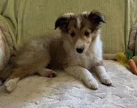 Jack AKC, a male Shetland Sheepdog for sale in Elkland, MO – Photo 4 of 10