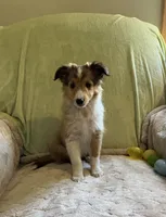 Jack AKC, a male Shetland Sheepdog for sale in Elkland, MO – Photo 10 of 10