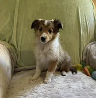 Jack AKC, a male Shetland Sheepdog for sale in Elkland, MO – Photo 7 of 10