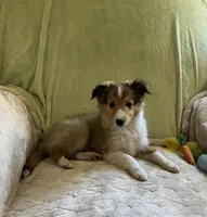 Jack AKC, a male Shetland Sheepdog for sale in Elkland, MO – Photo 5 of 10