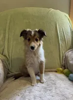 Jack AKC, a male Shetland Sheepdog for sale in Elkland, MO – Photo 2 of 10