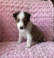 Poppy, a female Shetland Sheepdog for sale in Elkland, MO – 4 of 5