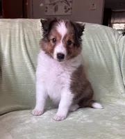 Finley, a male Shetland Sheepdog for sale in Elkland, MO – 2 of 10