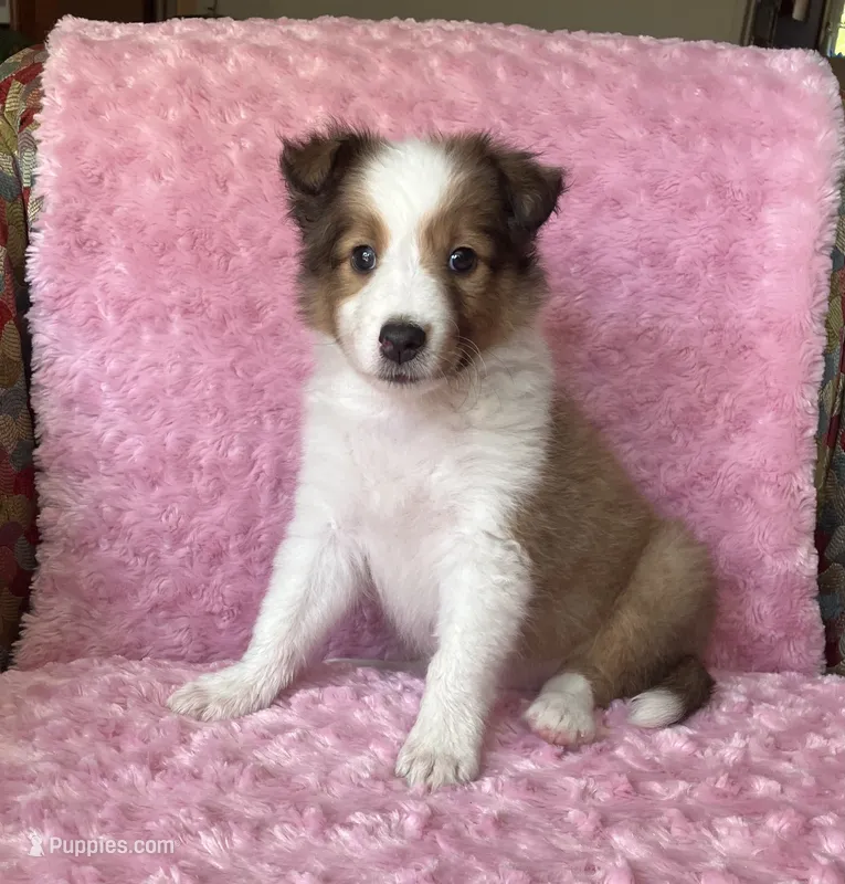 Poppy AKC – Shetland Sheepdog puppy for sale in Elkland, MO