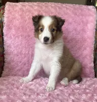 Poppy AKC, a female Shetland Sheepdog for sale in Elkland, MO – 1 of 10