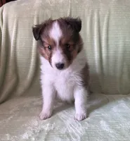 Finley AKC, a male Shetland Sheepdog for sale in Elkland, MO – 3 of 8