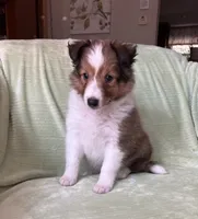 Finley, a male Shetland Sheepdog for sale in Elkland, MO – 10 of 10