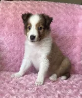 Poppy AKC, a female Shetland Sheepdog for sale in Elkland, MO – 5 of 10
