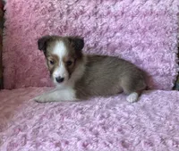 Bubbles, a female Shetland Sheepdog for sale in Elkland, MO – 2 of 7