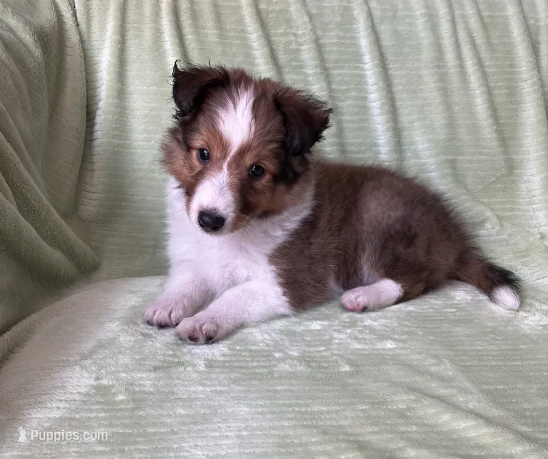 Finley – Shetland Sheepdog puppy for sale in Elkland, MO