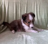 Finley AKC, a male Shetland Sheepdog for sale in Elkland, MO – 4 of 8