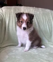Finley, a male Shetland Sheepdog for sale in Elkland, MO – 6 of 10