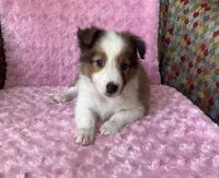 Poppy AKC, a female Shetland Sheepdog for sale in Elkland, MO – 6 of 10