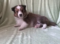 Finley AKC, a male Shetland Sheepdog for sale in Elkland, MO – 5 of 8