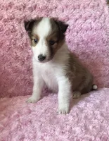 Poppy, a female Shetland Sheepdog for sale in Elkland, MO – 2 of 5
