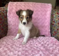 Bubbles AKC, a female Shetland Sheepdog for sale in Elkland, MO – 8 of 8