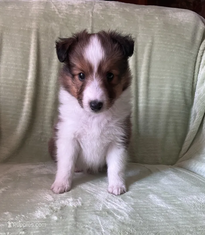 Finley AKC – Shetland Sheepdog puppy for sale in Elkland, MO