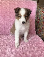 Poppy AKC, a female Shetland Sheepdog for sale in Elkland, MO – 7 of 10