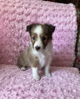 Bubbles, a female Shetland Sheepdog for sale in Elkland, MO – 7 of 7