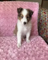 Poppy AKC, a female Shetland Sheepdog for sale in Elkland, MO – 8 of 10