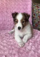 Poppy AKC, a female Shetland Sheepdog for sale in Elkland, MO – 4 of 10