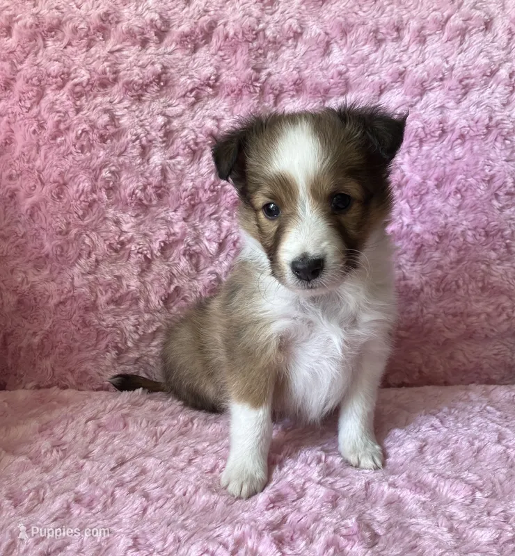 Bubbles – Shetland Sheepdog puppy for sale in Elkland, MO