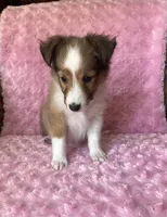 Bubbles AKC, a female Shetland Sheepdog for sale in Elkland, MO – 6 of 8