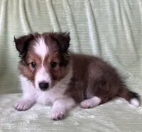 Finley, a male Shetland Sheepdog for sale in Elkland, MO – 3 of 10