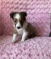 Bubbles, a female Shetland Sheepdog for sale in Elkland, MO – 4 of 7