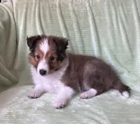 Finley, a male Shetland Sheepdog for sale in Elkland, MO – 9 of 10