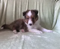 Finley AKC, a male Shetland Sheepdog for sale in Elkland, MO – 8 of 8