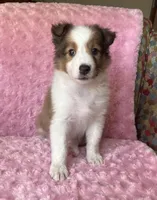 Poppy AKC, a female Shetland Sheepdog for sale in Elkland, MO – 10 of 10