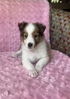 Poppy AKC, a female Shetland Sheepdog for sale in Elkland, MO – 9 of 10