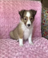 Bubbles AKC, a female Shetland Sheepdog for sale in Elkland, MO – 4 of 8