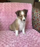 Bubbles AKC, a female Shetland Sheepdog for sale in Elkland, MO – 5 of 8