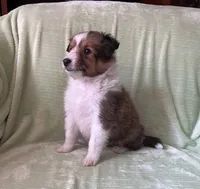 Finley AKC, a male Shetland Sheepdog for sale in Elkland, MO – 2 of 8