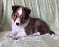 Finley, a male Shetland Sheepdog for sale in Elkland, MO – 7 of 10