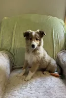 Henry AKC, a male Shetland Sheepdog for sale in Elkland, MO – Photo 7 of 9