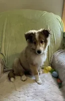 Henry AKC, a male Shetland Sheepdog for sale in Elkland, MO – Photo 4 of 9