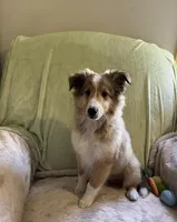 Henry AKC, a male Shetland Sheepdog for sale in Elkland, MO – Photo 5 of 9