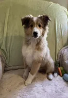 Henry AKC, a male Shetland Sheepdog for sale in Elkland, MO – Photo 2 of 9