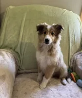 Henry AKC, a male Shetland Sheepdog for sale in Elkland, MO – Photo 3 of 9