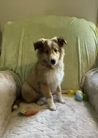 Henry AKC, a male Shetland Sheepdog for sale in Elkland, MO – Photo 6 of 9