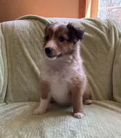 Finley AKC, a male Shetland Sheepdog for sale in Elkland, MO – Photo 3 of 10